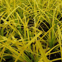 Zegge Oshima Everillo - Carex oshimensis everillo - Tuinplanten