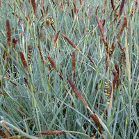 Zegge faux-panic - Carex panicea - Tuinplanten