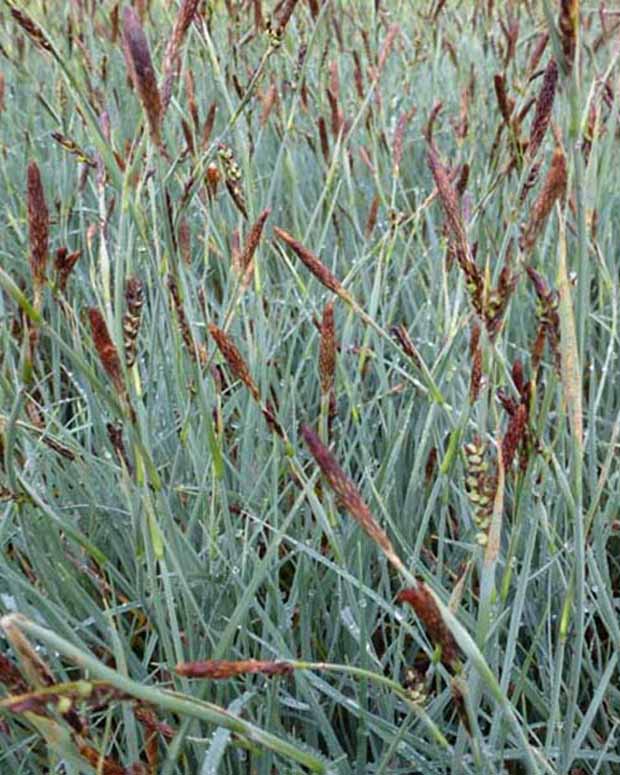 Zegge faux-panic - Carex panicea - Tuinplanten