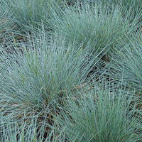 Blauw schapegras Zwergenkönig - Festuca glauca zwergenkönig - Tuinplanten