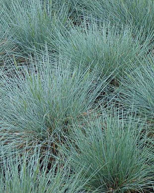 Blauw schapegras Zwergenkönig - Festuca glauca zwergenkönig - Siergrassen