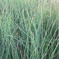 Zeegroene rus - Juncus inflexus - Tuinplanten