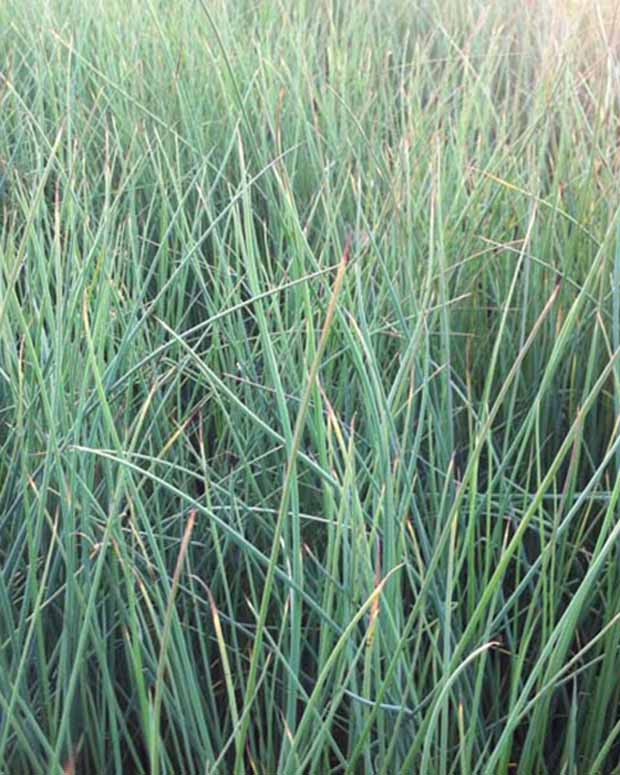 Zeegroene rus - Juncus inflexus - Siergrassen