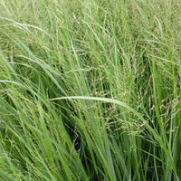 Vingergras Thundercloud - Panicum virgatum thundercloud - Tuinplanten