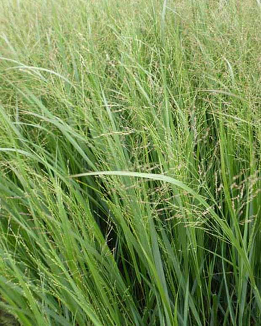 Vingergras Thundercloud - Panicum virgatum thundercloud - Tuinplanten