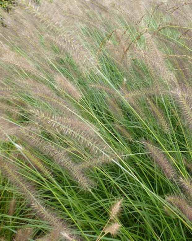 LampepoetsersgrasHerbstzauber - Pennisetum alopecuroides herbstzauber - Tuinplanten