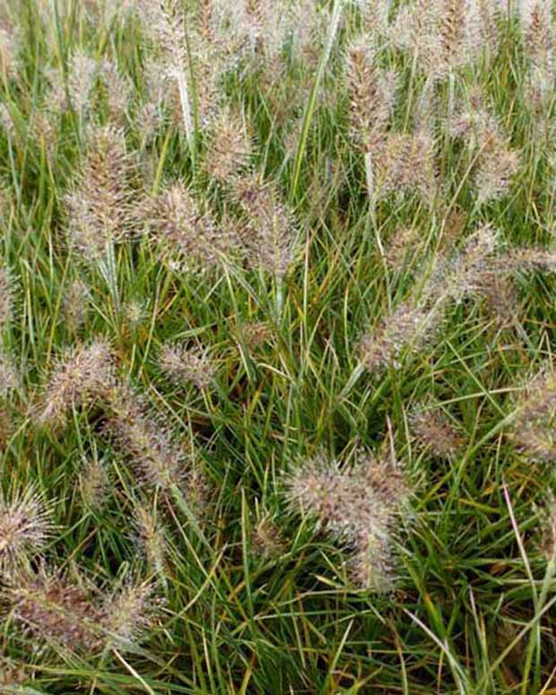 LampepoetsersgrasLittle Honey - Pennisetum alopecuroides little honey - Tuinplanten