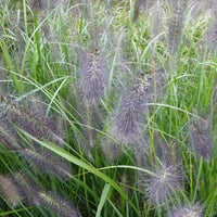 LampepoetsersgrasNational Arboretum - Pennisetum alopecuroides national arboretum - Tuinplanten