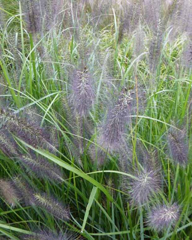 LampepoetsersgrasNational Arboretum - Pennisetum alopecuroides national arboretum - Siergrassen