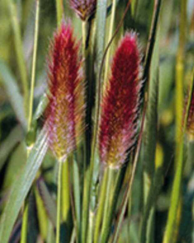 Lampepoetsersgrasde Thunberg Red Buttons - Pennisetum thunbergii red buttons (massaicum) - Tuinplanten