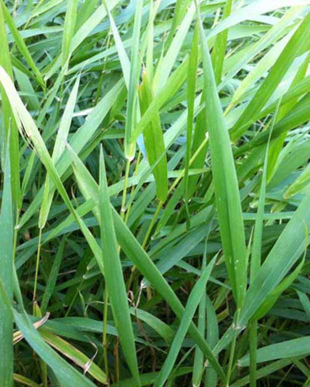 Rietgras Baldingère - Phalaris arundinacea - Tuinplanten