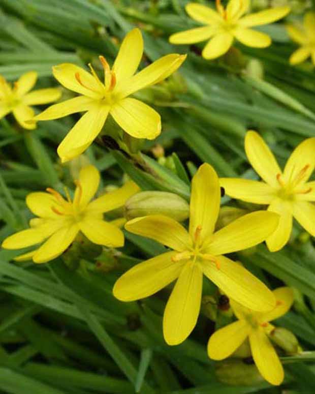 Blauwogengras - Sisyrinchium californicum (brachypus) - Vaste planten