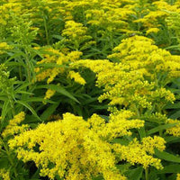 Guldenroede Golden Dwarf - Solidago golden dwarf - Tuinplanten