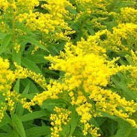 Guldenroede Strahlenkrone - Solidago strahlenkrone - Tuinplanten