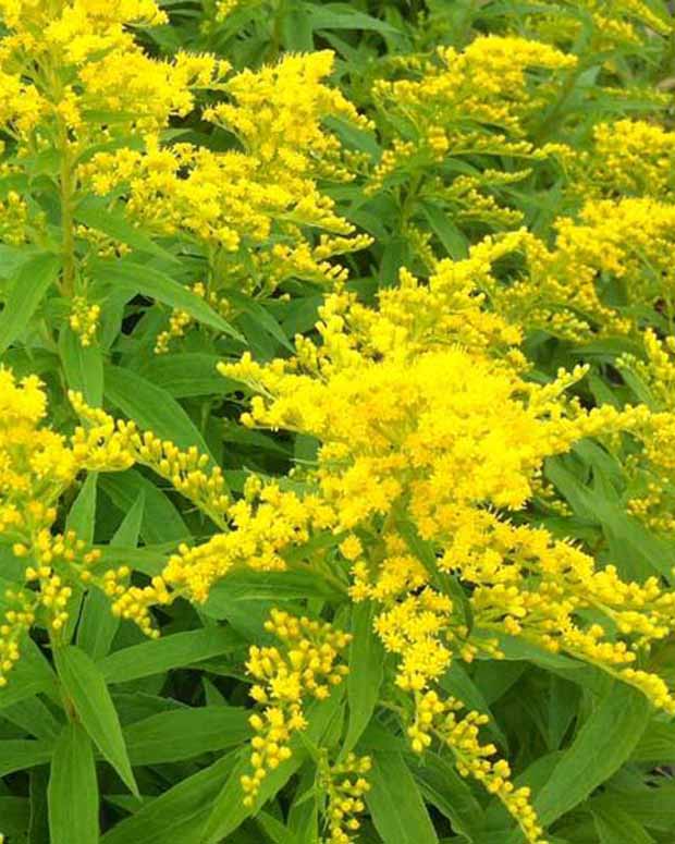 Guldenroede Strahlenkrone - Solidago strahlenkrone - Vaste planten