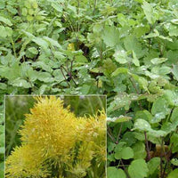 Ruit - Thalictrum speciosissimum - Tuinplanten