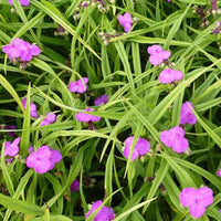 Eéndagsbloem Rubra - Tradescantia rubra - Tuinplanten