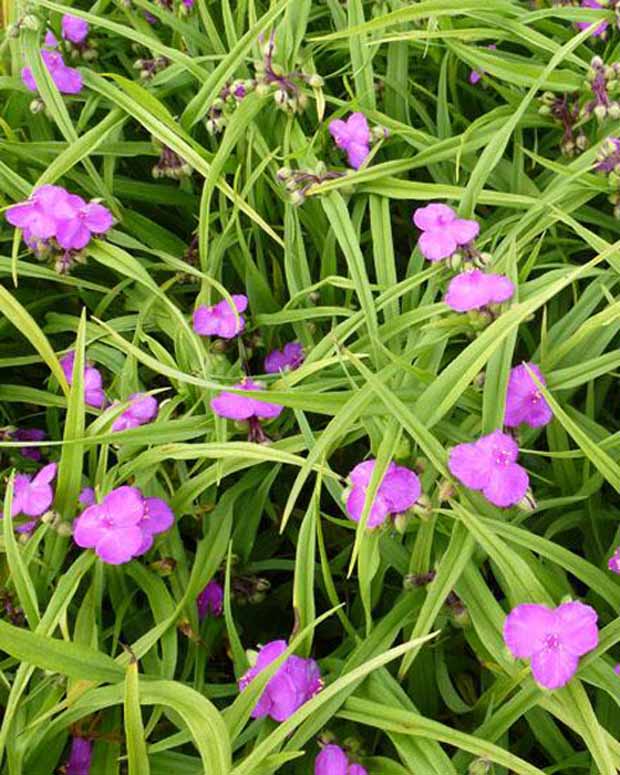 Eéndagsbloem Rubra - Tradescantia rubra - Tuinplanten