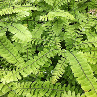 Capillaire Imbricatum - Adiantum pedatum imbricatum - Kamerplanten