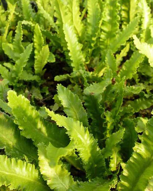 Steenbeekvaren Angustatum - Asplenium scolopendrium angustatum - Varens