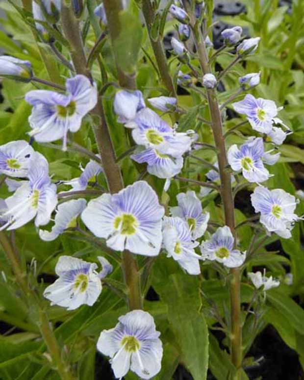 Ereprijs Robusta - Veronica gentianoides robusta - Tuinplanten