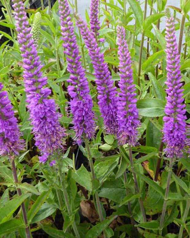 Ereprijs Purpleicious - Veronica purpleicious - Vaste planten