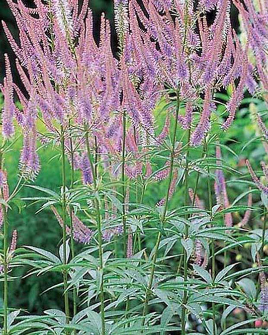 Scrophulariaceae Green Tip - Veronicastrum virginicum green tip - Tuinplanten