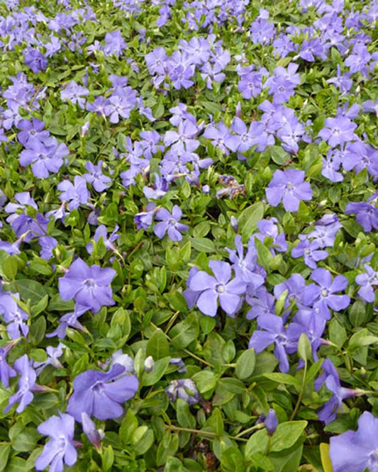 Maagdenpalm Anna - Vinca minor anna - Tuinplanten