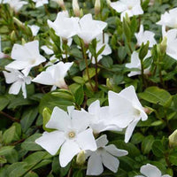 Maagdenpalm White Power - Vinca minor white power - Tuinplanten