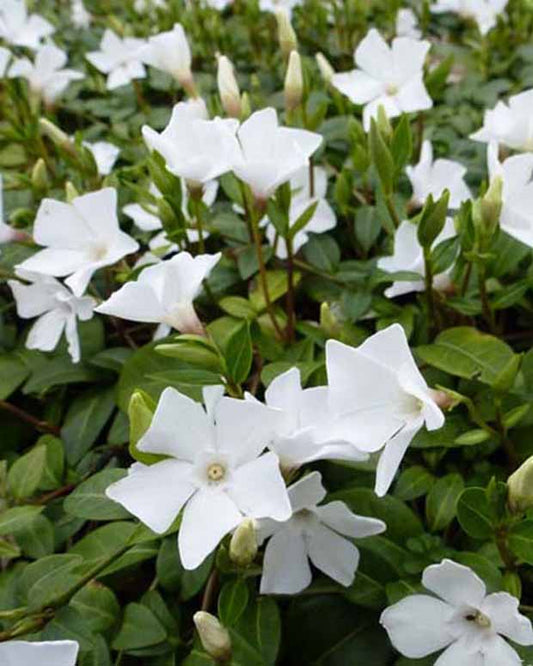 Maagdenpalm White Power - Vinca minor white power - Tuinplanten