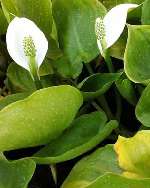 Slangewortel - Calla palustris - Siergrassen