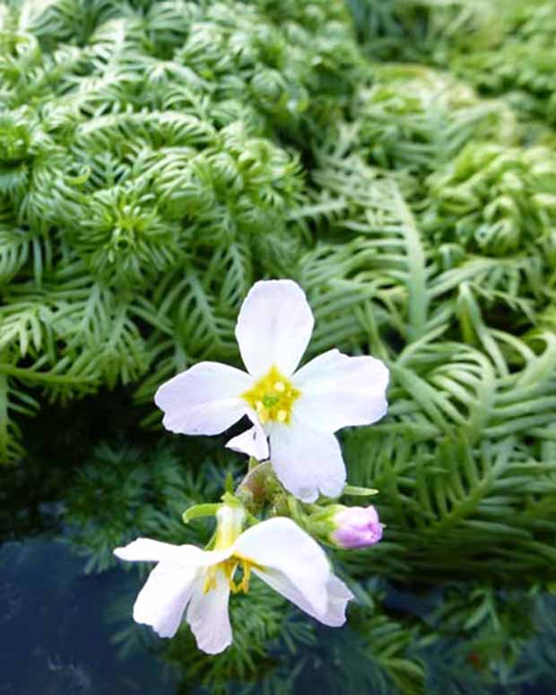 Porseleinsterretje - Hottonia palustris - Vijvers