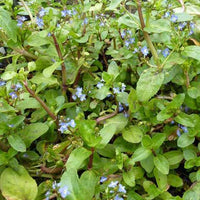 Ereprijs - Veronica beccabunga - Tuinplanten