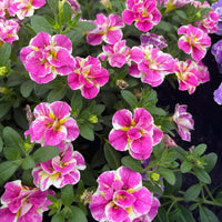 Calibrachoa Dubbel Loopy Roze - Calibrachoa Double Loopy Pink - Vaste planten