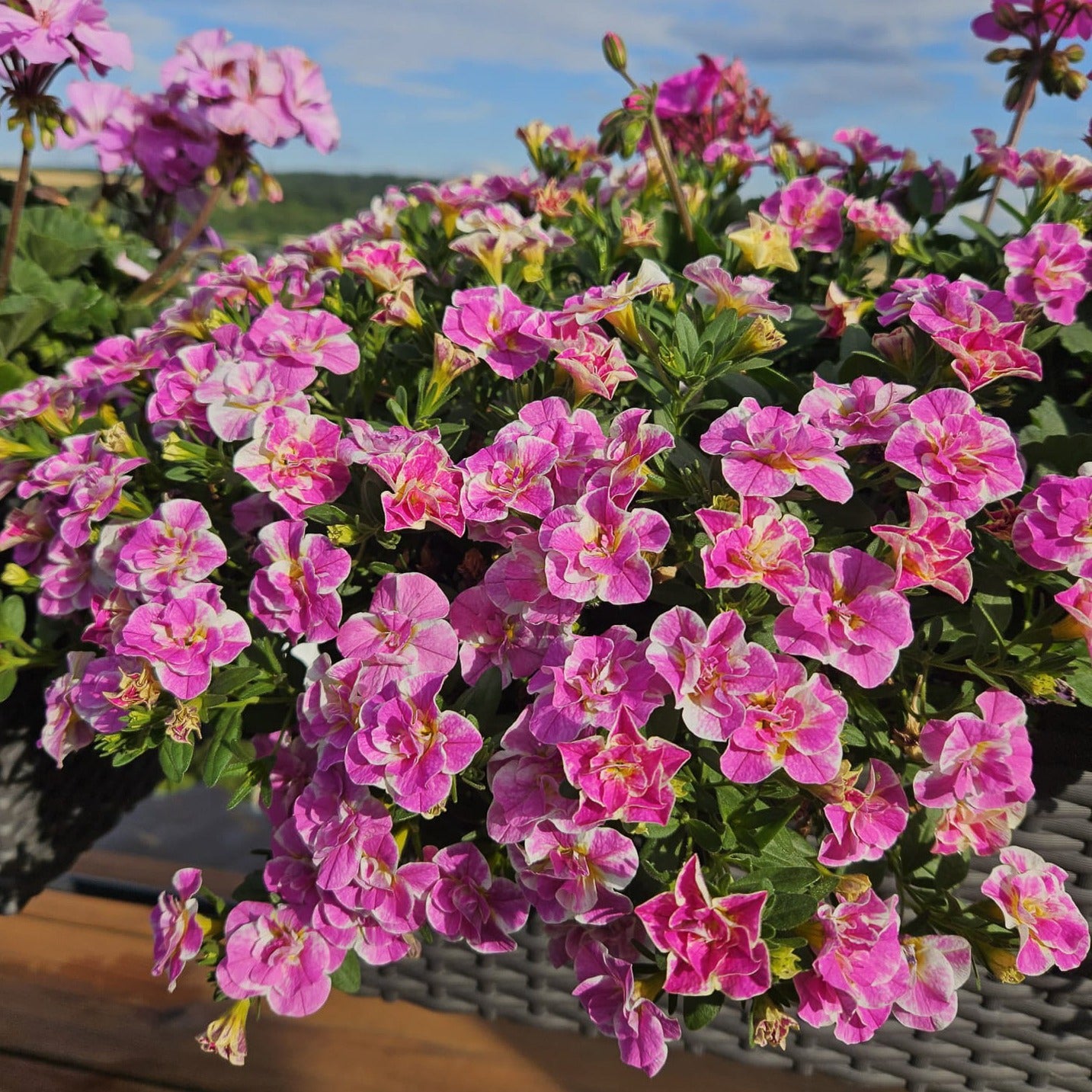 Calibrachoa Dubbel Loopy Roze - Calibrachoa Double Loopy Pink - Tuinplanten