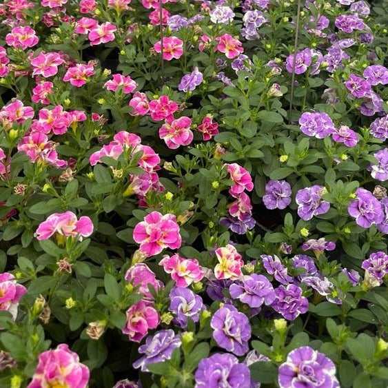 Calibrachoa Dubbel Loopy Lavendel + Roze - Calibrachoa Double Loopy ...
