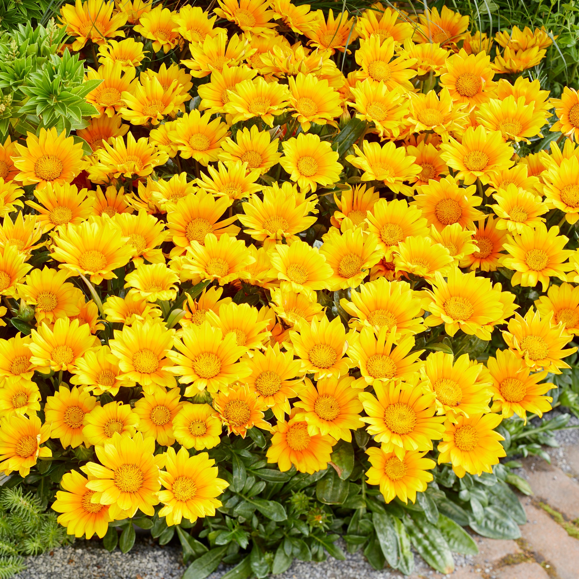 Gazania Suncarpet®