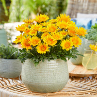 Gazania Suncarpet® - Gazania Suncarpet® - Vaste planten
