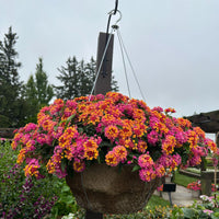 3 Lantana Passievrucht - Lantana Passionfruit - Bakker