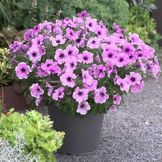Petunia Famous Lavendel Blos - Bakker