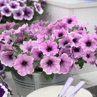 Petunia Famous Lavendel Blos - Petunia Famous Lavender Blush - Bloeiende tuinplanten