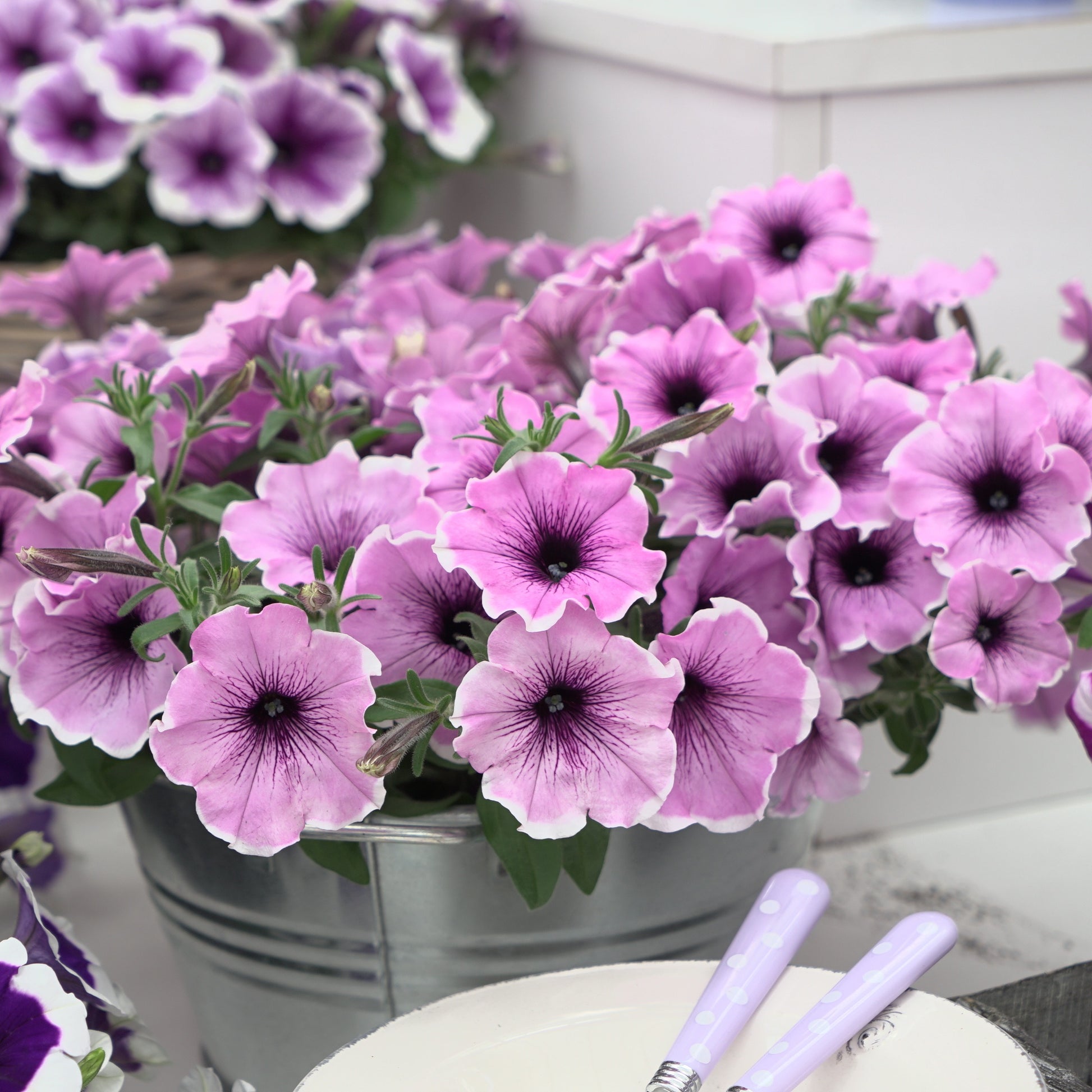 Petunia Famous Lavendel Blos - Petunia Famous Lavender Blush - Bloeiende tuinplanten