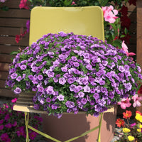 Calibrachoa hybride double Amethyst - Paarse dubbelbloemige mini-petunia (x3) - Petunia en Calibrachoa