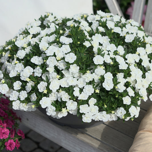 Witte dubbelbloemige mini-petunia  (x3) - Bakker