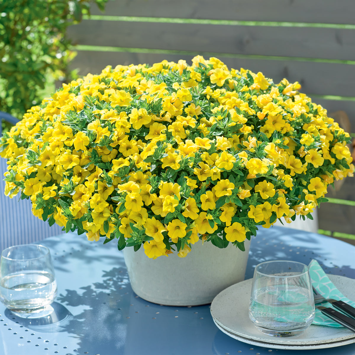 Gele mini-petunia (x3) - Bakker