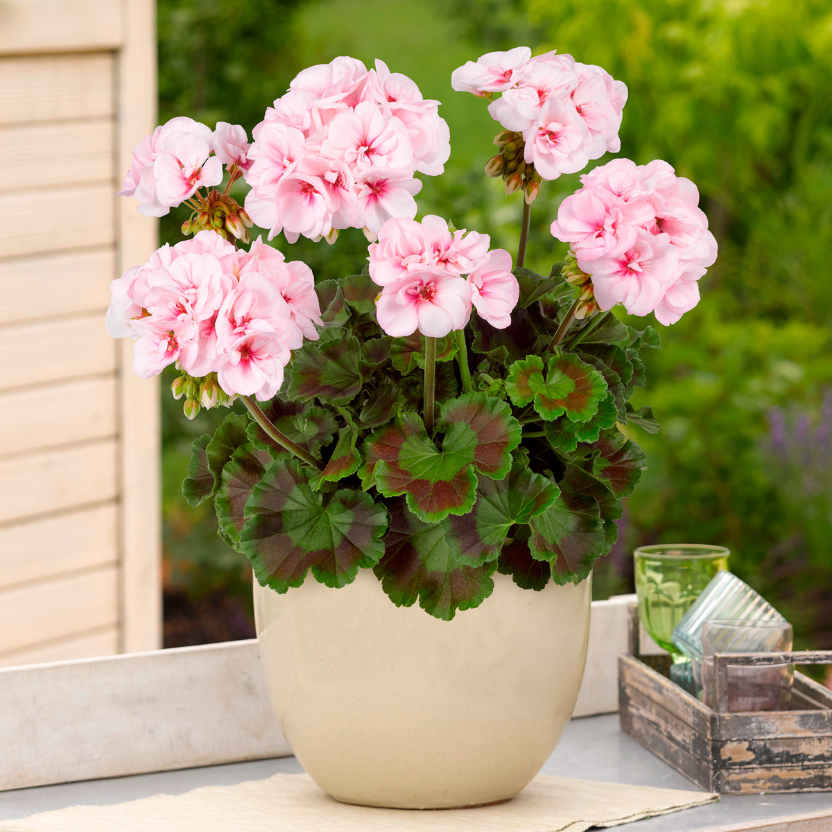 Geranium Estelle - Pelargonium zonale Estelle - Bakker