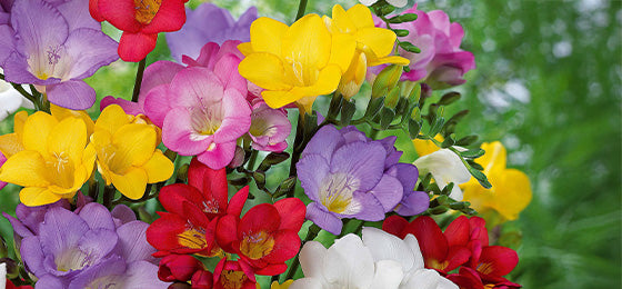 
De Freesia Mix 'Flower Fragrance' (x25) is 55% afgeprijsd €2.67 ipv €5,95!