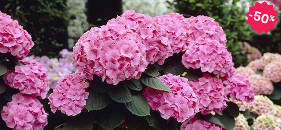 De Boerenhortensia 'Rosita' is nu 50% slechts €8.97 ipv €17.95