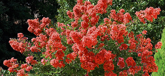 De Indische sering - rood nu -50% slechts €8,72 i.p.v. €17,45