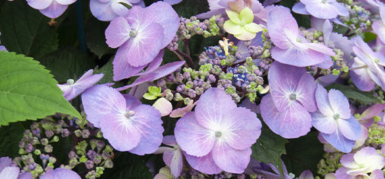 De Boerenhortensia 'Blueberry Cheesecake' is 55% afgeprijsd €6.50 ipv €14,45!